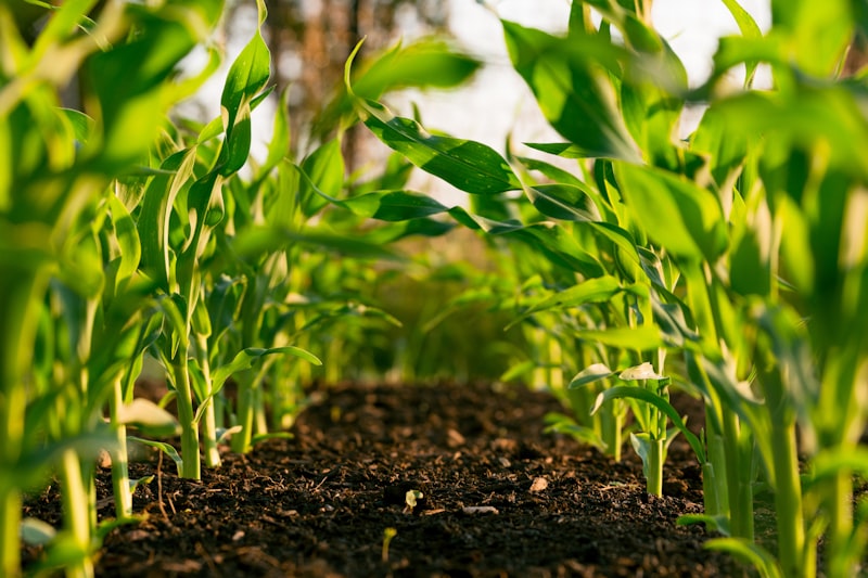 Agriculture field